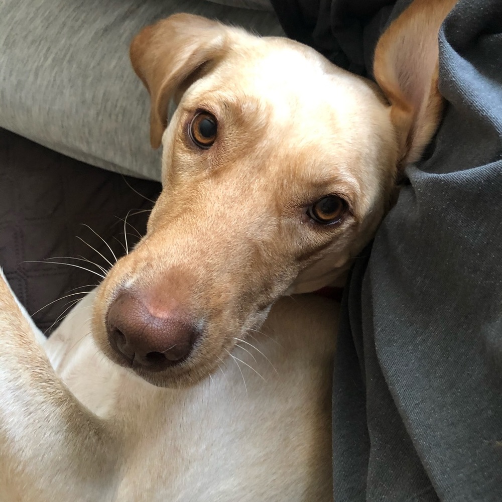 Meet your Posher, Sam